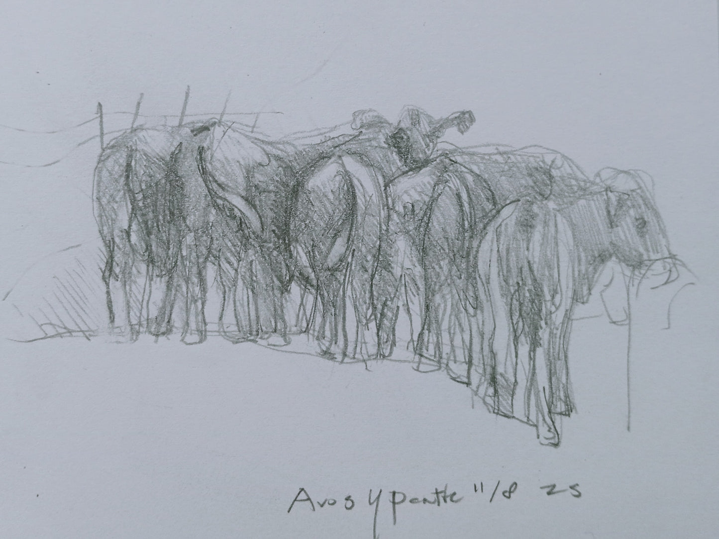 z. 9 aug. 25 - Aros Y Pentle (cow butts) , UK